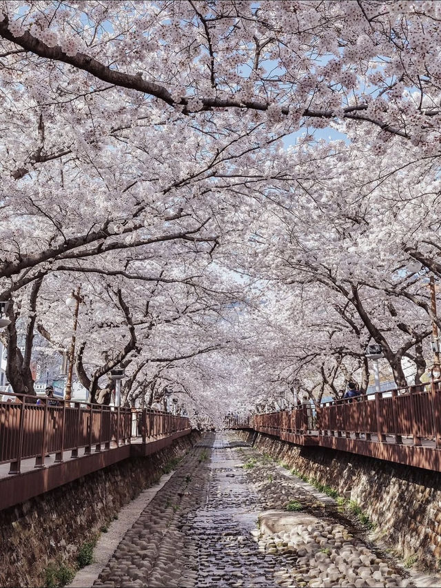 Cherry Blossom Heaven at Jinhae Gunhangje Festival near Busan!