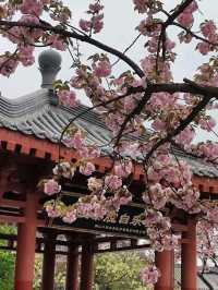 西安大雁塔廣場觀賞櫻花及音樂噴泉秀