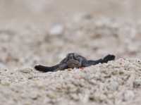 Turtle Islands Park (Sandakan) – Borneo's Turtle Nesting Paradise** 🐢🌴