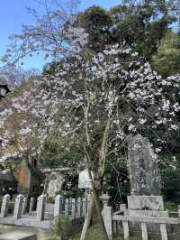 福岡🌸天開稻荷神社⛩️伴櫻花