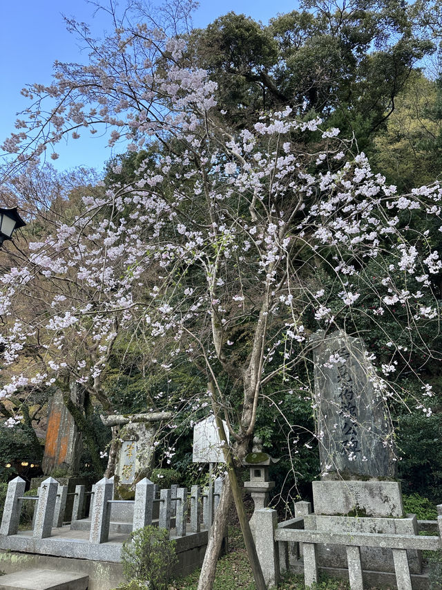 福岡🌸天開稻荷神社⛩️伴櫻花