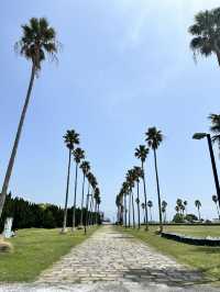 🩵日本福岡藍色花海🩵