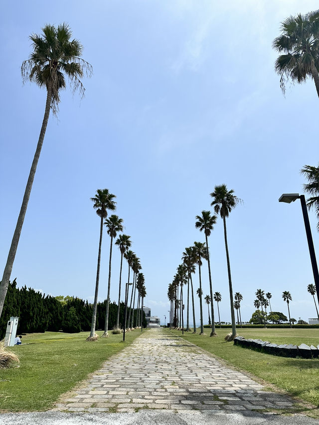 🩵日本福岡藍色花海🩵