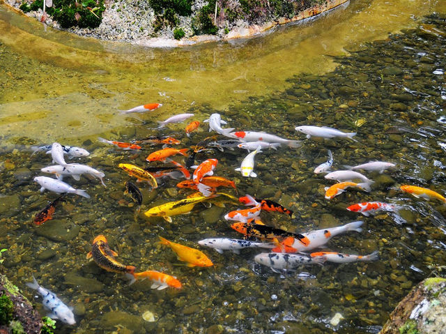 🍃 Zen Vibes Only: A Peaceful Pause at Bukit Tinggi’s Japanese Garden 🏯✨