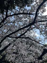 "Petals in the Wind: Japan’s Enchanted Sakura Season"