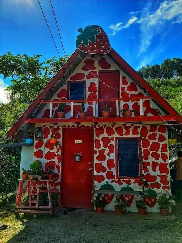 “Sweet Escapes: A Day at Mesilau Strawberry Farm”