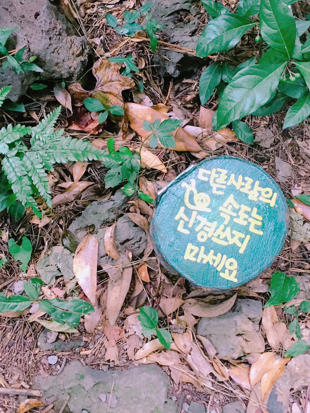 🌿 제주도에서 자연을 만끽할 수 있는 여행 코스