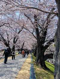 Kyoto Cherry Blossoms in Full Bloom: A Breathtaking Sight with Snow-like Petals 🌸✨