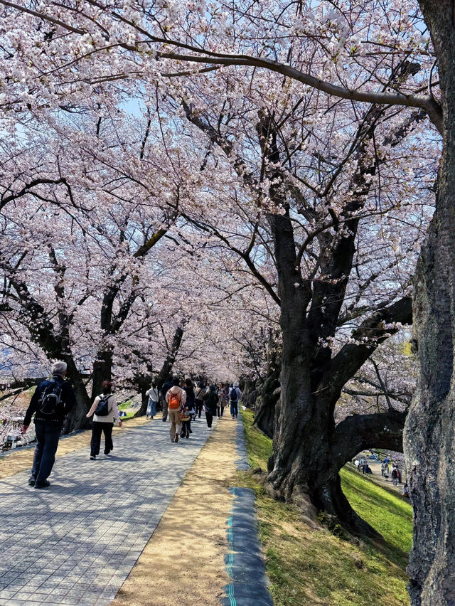Kyoto Cherry Blossoms in Full Bloom: A Breathtaking Sight with Snow-like Petals 🌸✨