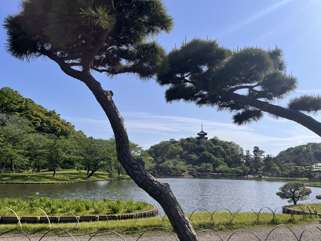藤とツツジと新緑の三渓園@横浜🪻
