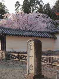Kyoto | Daigo-ji's Weeping Cherry Blossoms in Full Bloom 🌸