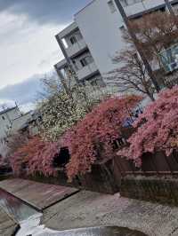 “Kyoto in Bloom: A Dream of Sakura and Serenity”