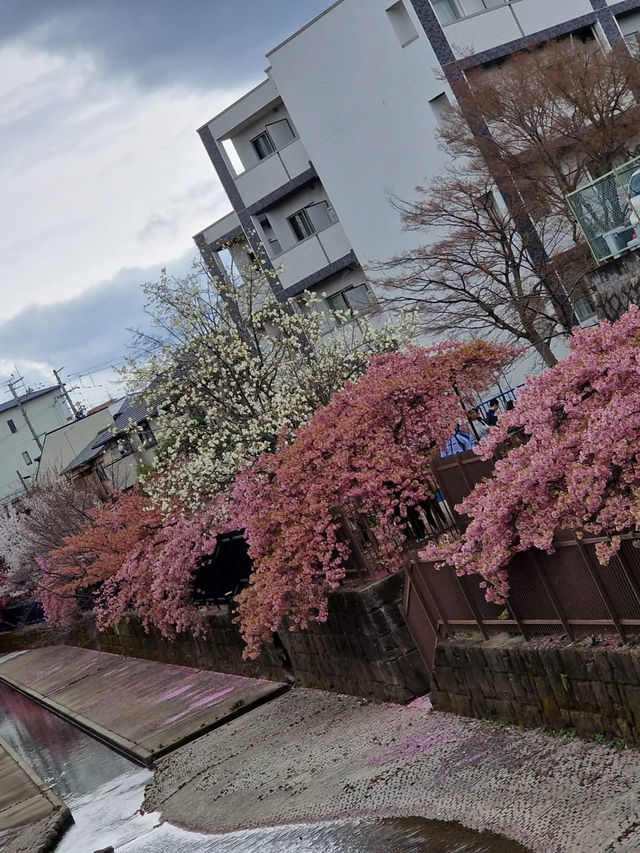 “Kyoto in Bloom: A Dream of Sakura and Serenity”