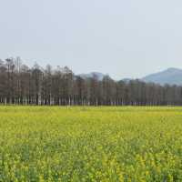 ～嶺南黃花天地～崖口村 ～