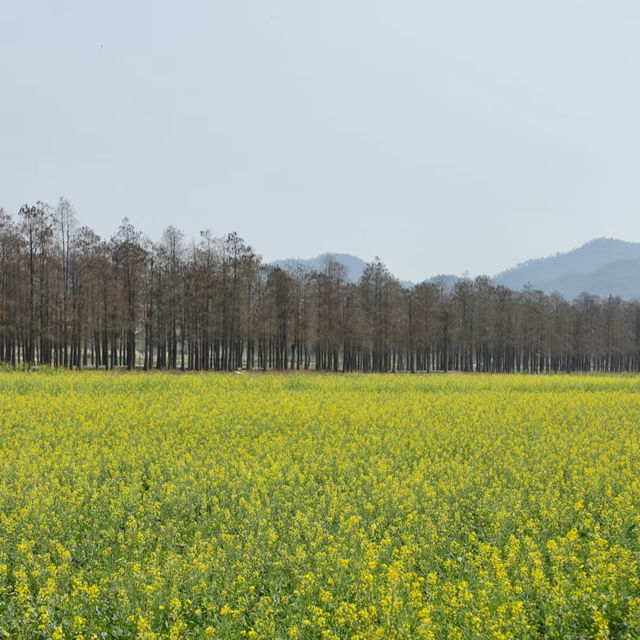 ～嶺南黃花天地～崖口村 ～