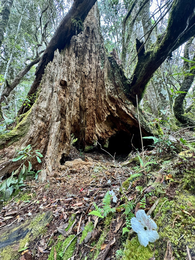 走走林相優美的復興尖山