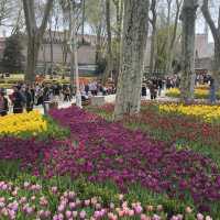 Tulip in Istanbul