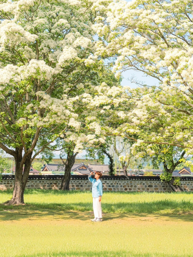 5월의 경주에 내리는 하얀 눈꽃 같은 오릉 이팝나무🤍