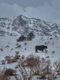 Breathing the Sky: A Calm Escape to Yak Meadow (牦牛坪) on Jade Dragon Snow Mountain