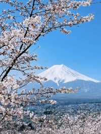 日本🇯🇵｜富士山🗻❌櫻花🌸超靚❗️