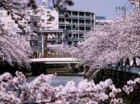 Ōoka River Cherry Blossom Walk: Yokohama's Best-Kept Sakura Secret