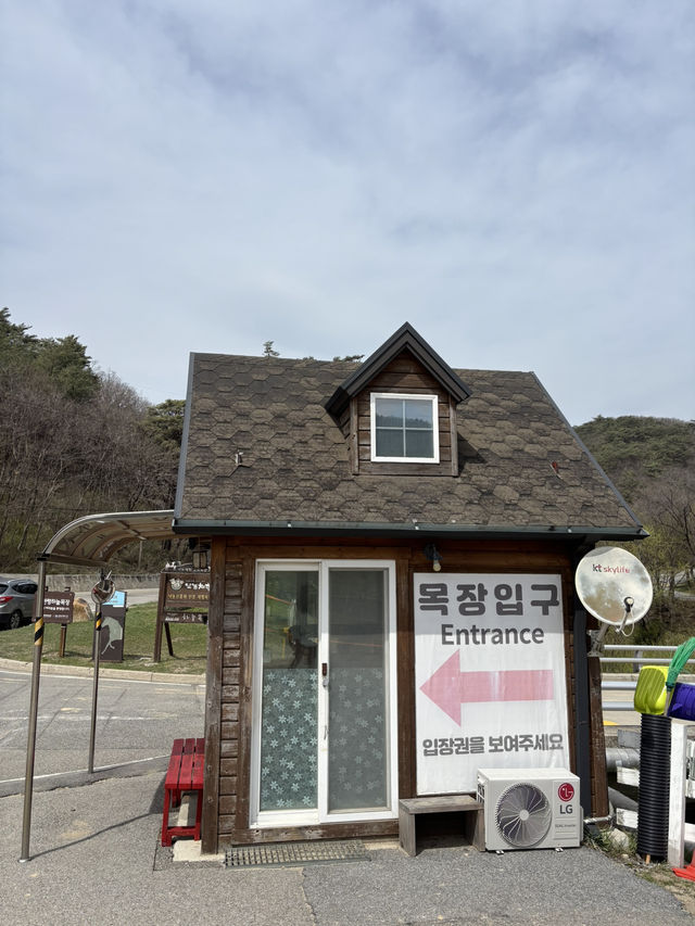 먹이주기체험이 가능한 평창 목장😍
