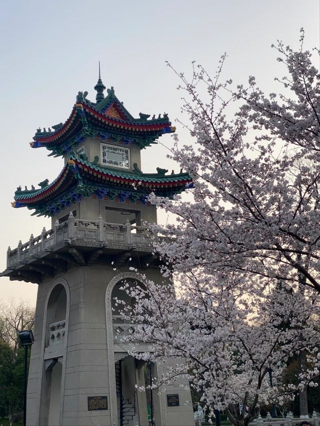 Jiming Temple Cherry Blossoms- Nanjing’s Most Sacred Sakura Spot