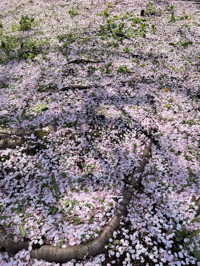 仙台坐車不用1小時！美麗的櫻吹雪 盛岡城跡公園