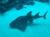 #新加坡S.E.A Aquarium-新加坡聖淘沙島