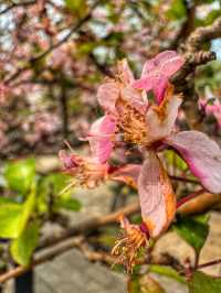 Spring Reflections in the City: A Stroll Through Kunming’s Green Lake Park