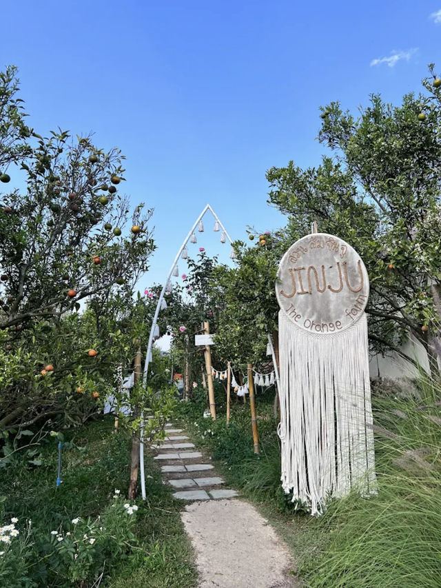 🍊🏞️ สวนส้มจินจู เชียงใหม่ 🏞️🍊