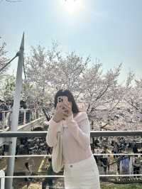 🌸首爾櫻花之旅🌸🇰🇷