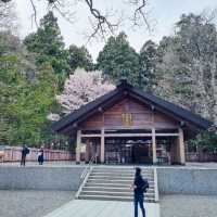 Sakura Blooming at Maruyama Park: A Springtime Delight
