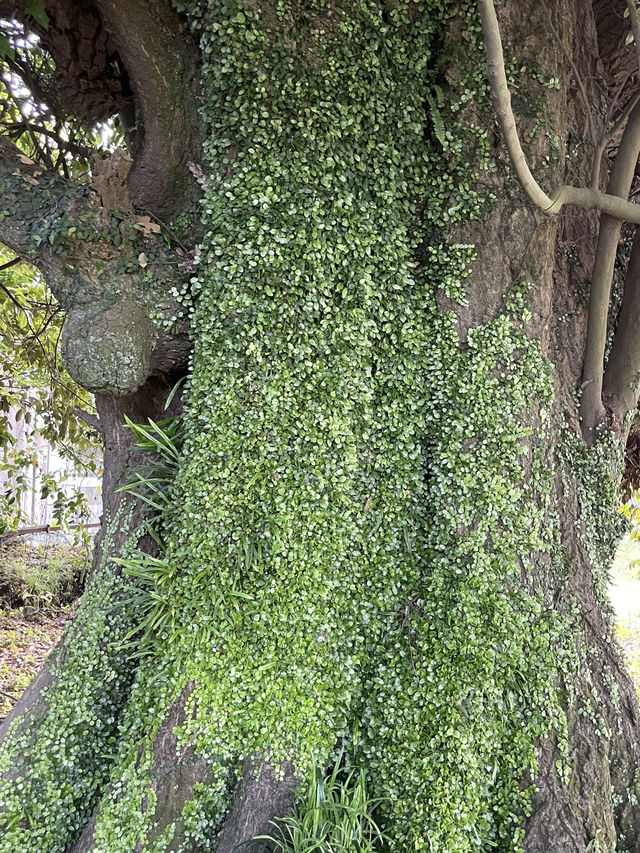 清新脫俗的神隱火山村🌸千尋櫻島