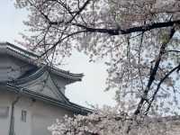 櫻花與金鯱相映：名古屋城的春日饗宴🌸