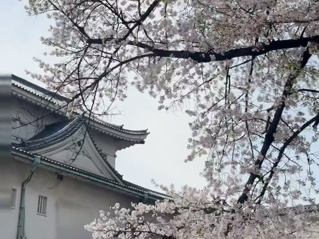 櫻花與金鯱相映：名古屋城的春日饗宴🌸