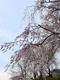 Chillin’ Under the Blossoms