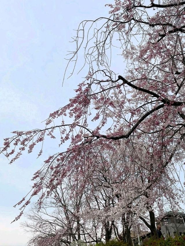 Chillin’ Under the Blossoms