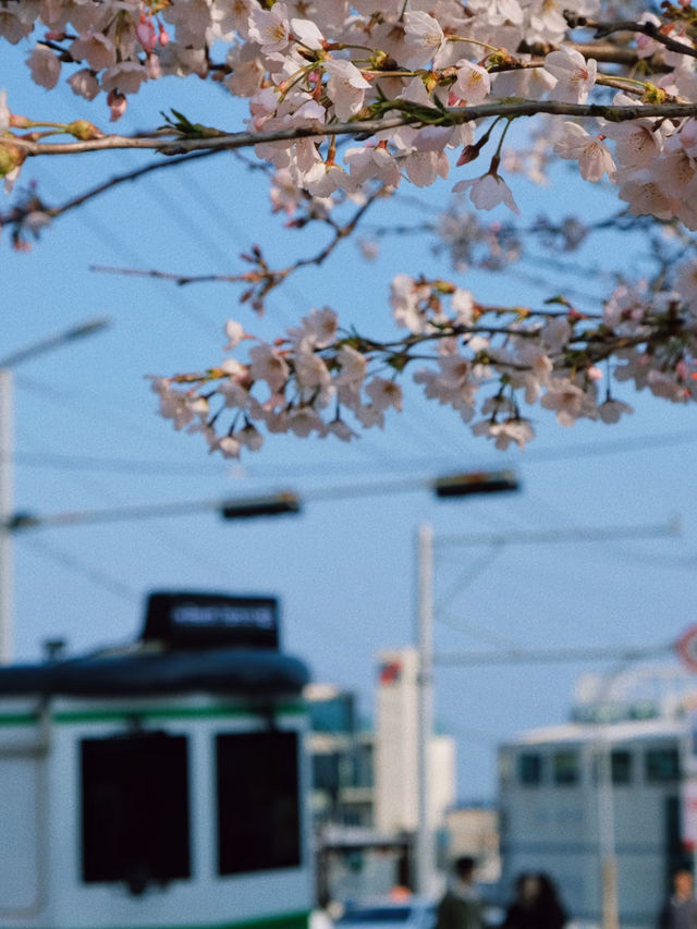 🌸Busan Diary | A Romantic Encounter Between Miss Cherry Blossom and Mr. Ocean🌊