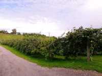 #愛歌頓農場Agrodome Farm-紐西蘭羅託魯亞