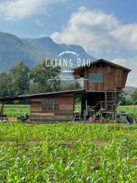ที่พักวิวดอยหลวงเชียงดาว จ.เชียงใหม่ 🏡⛰️🌤️🐶