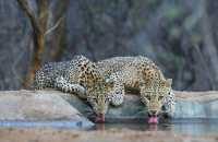 Ranthambore Tiger Reserve