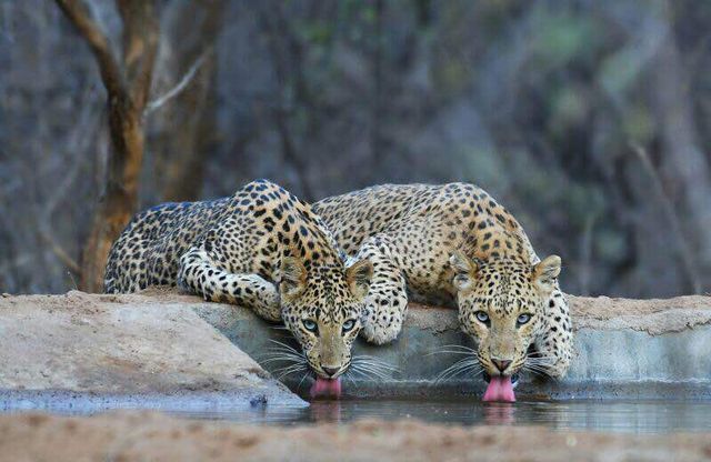 Ranthambore Tiger Reserve