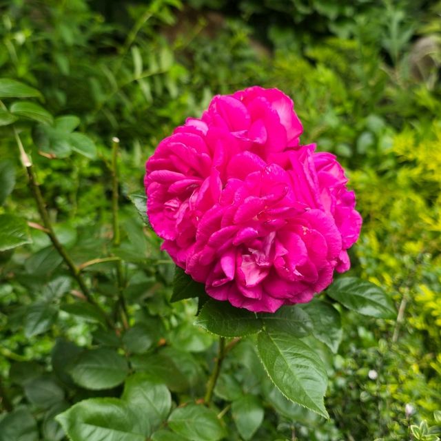癒しスペース🌱🌹