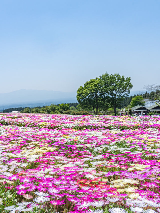 大分県　阿蘇くじゅう国立公園内 くじゅう花公園