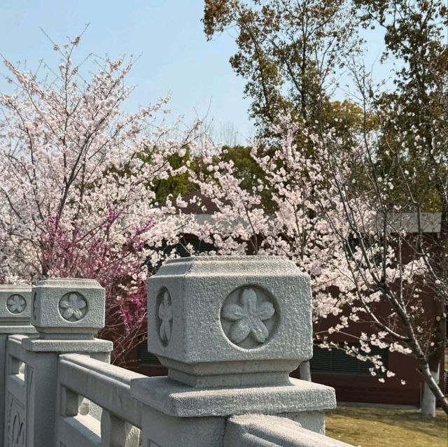 Blossoms and Bliss at Gucun Park
