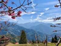 Cingjing Farm — Cherry Blossoms, Sheep & Scenic Peaks in Taiwan