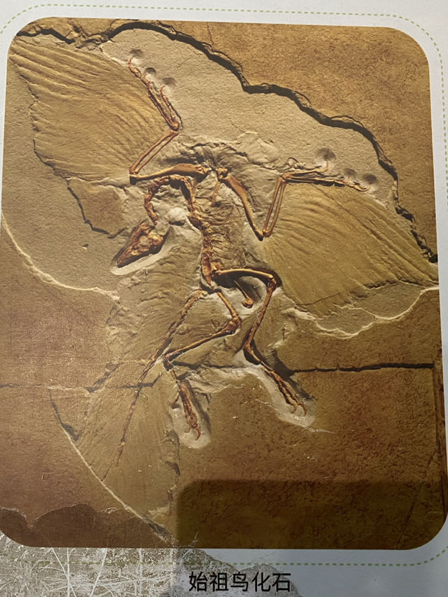 南京 古生物🦕博物館 🦖 自然科普 教育基地