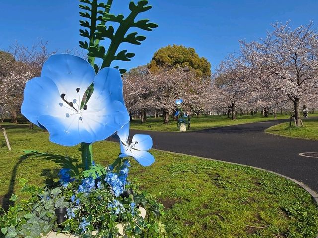 都内でもネモフィラ🌼