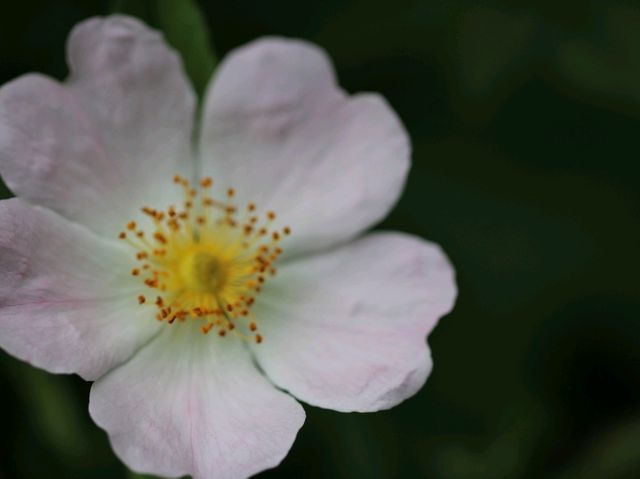 Tintinhull Garden – A Timeless Somerset Gem in Full Bloom